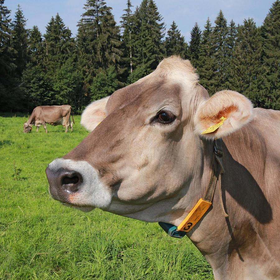 Ferienhof Bitschnau Lindenberg im Allgäu Exterior foto